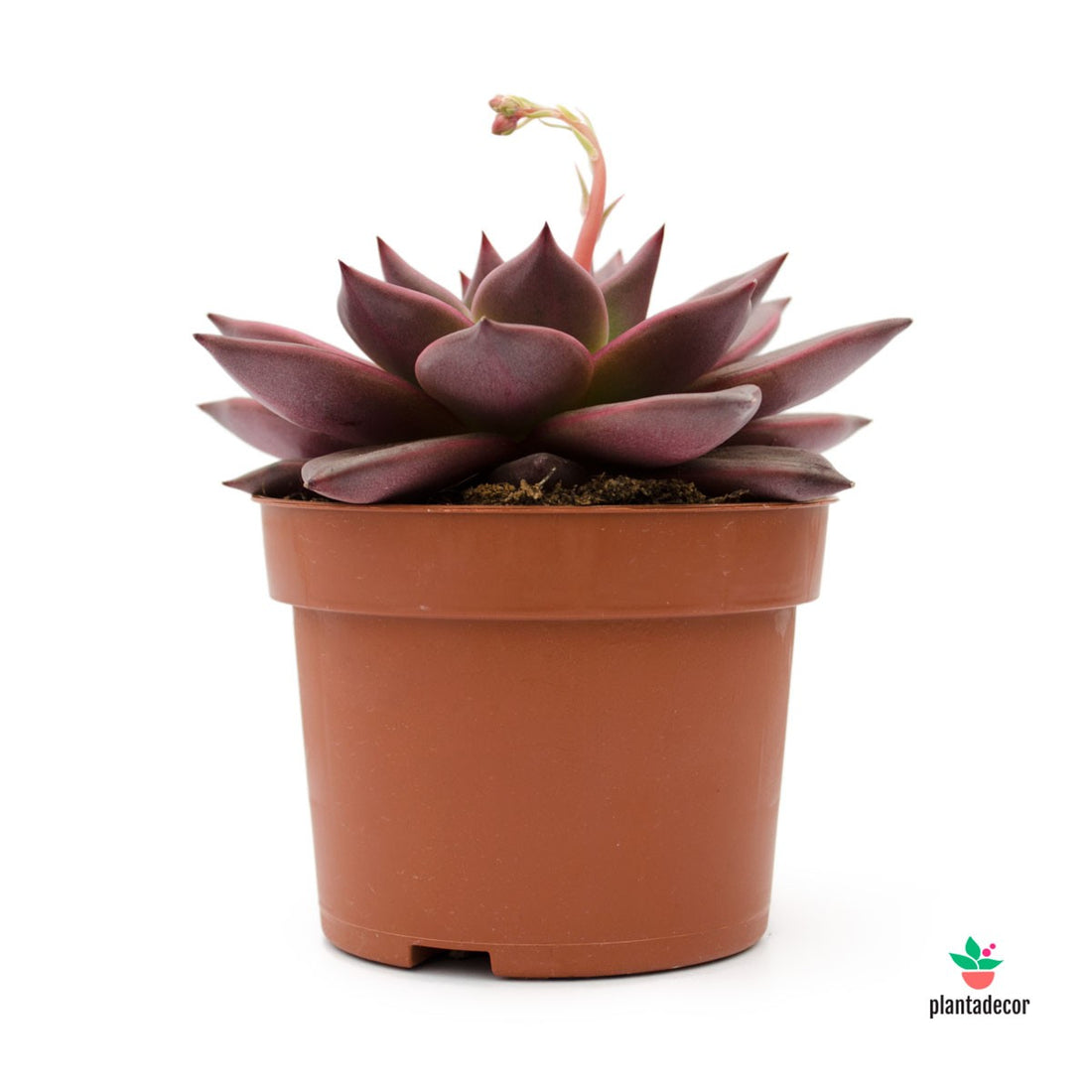 Echeveria Taurus