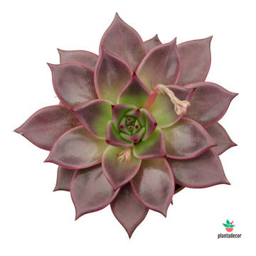 Echeveria Taurus