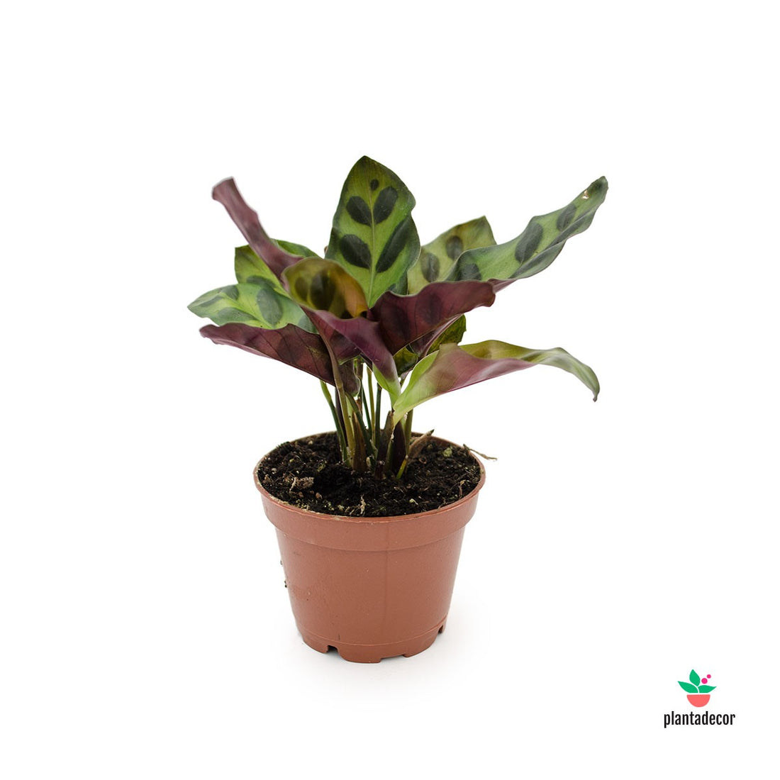 Calathea Lancifolia 'Mini'