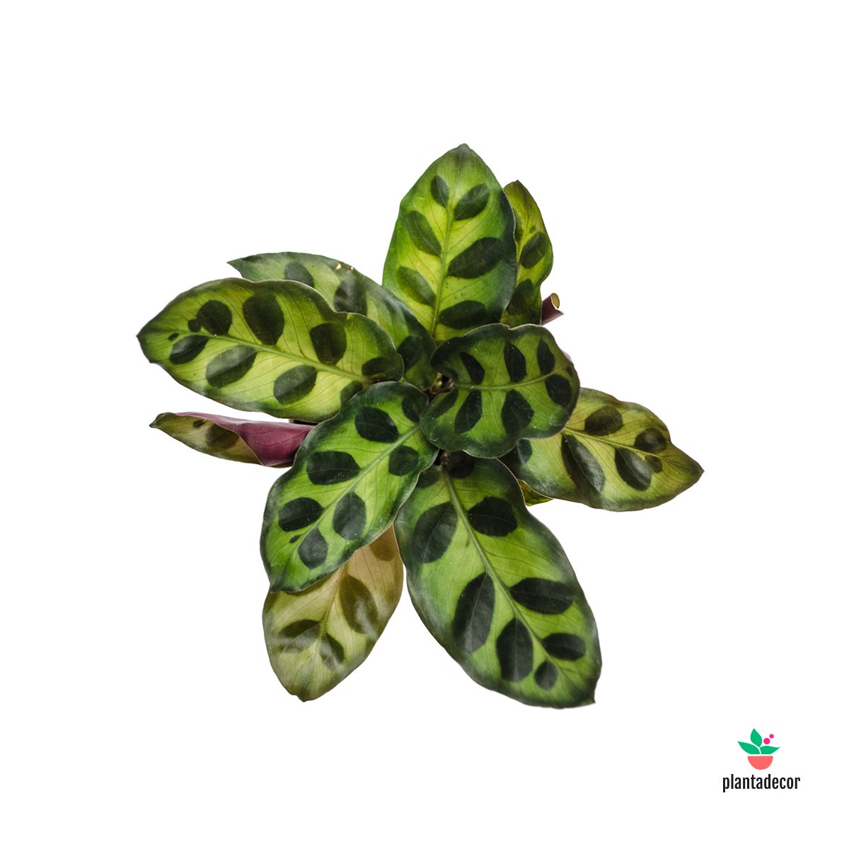 Calathea Lancifolia 'Mini' – Plantadecor