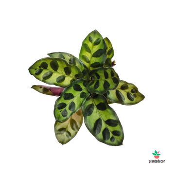 Calathea Lancifolia 'Mini'