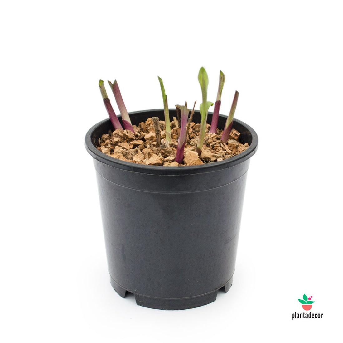 Comprar Bletilla Striata