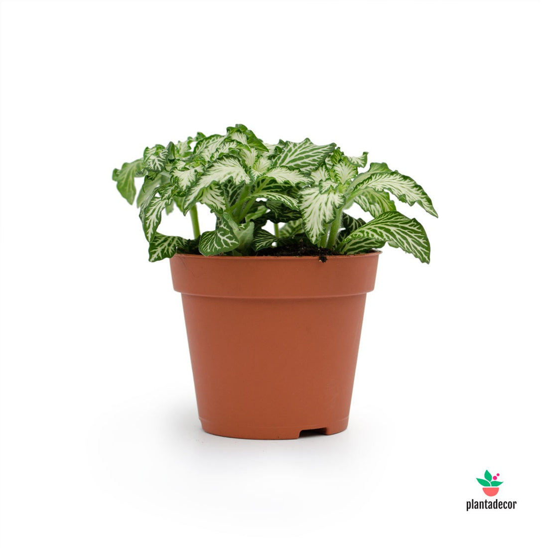 Fittonia Verschaffeltii "Mosaic White Tiger" M-8,50