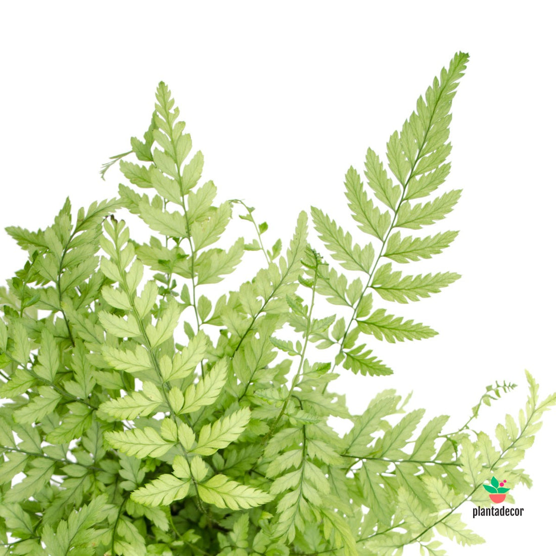 Athyrium Filix-Femina