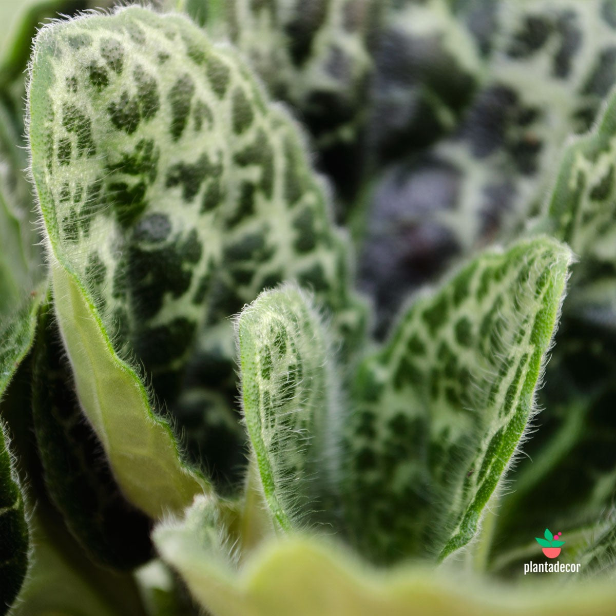 Streptocarpus Pretty Turtle Comprar