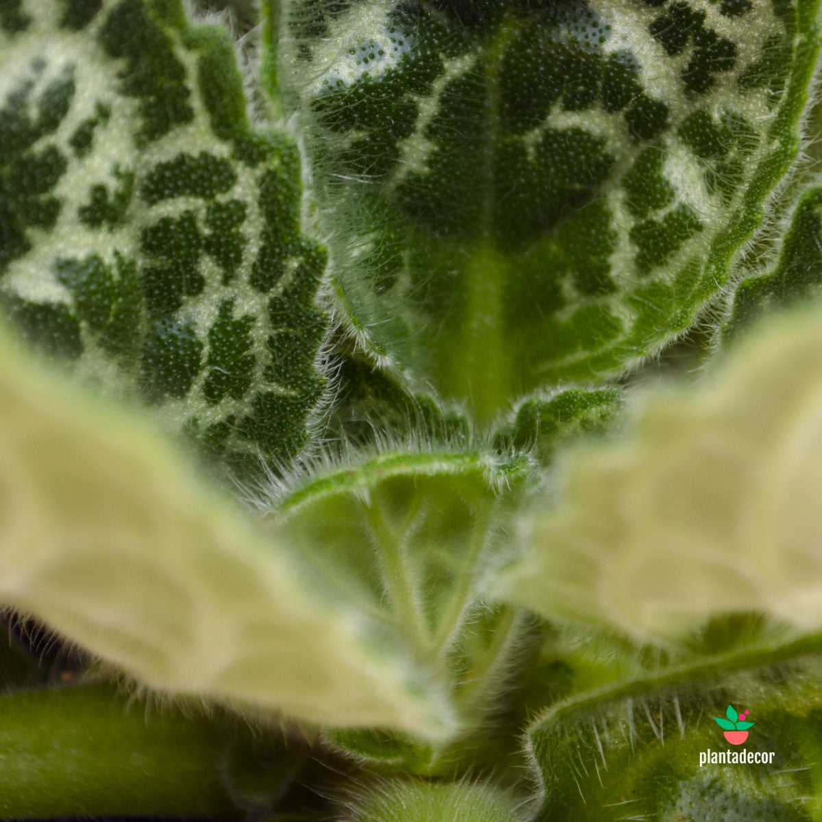 Planta Streptocarpus Pretty Turtle