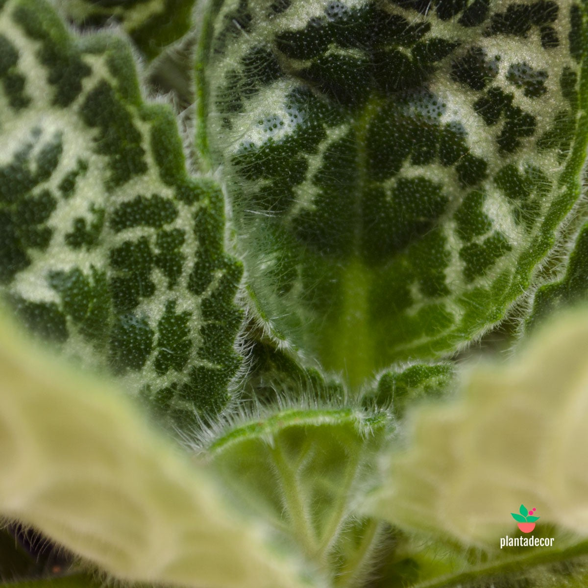 Cuidados Streptocarpus Pretty Turtle