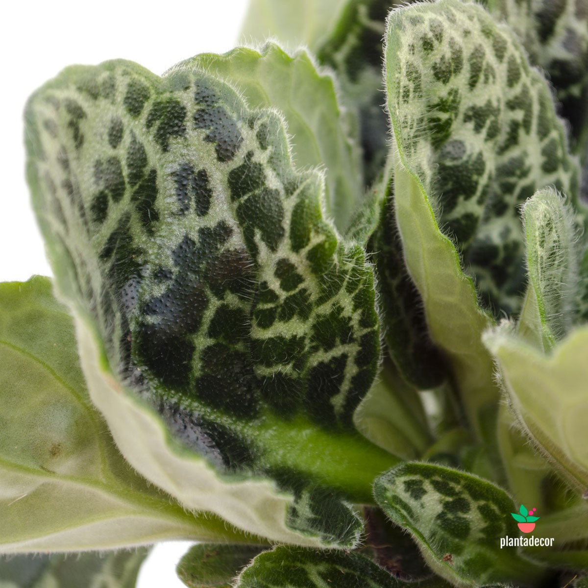 Streptocarpus Turtle