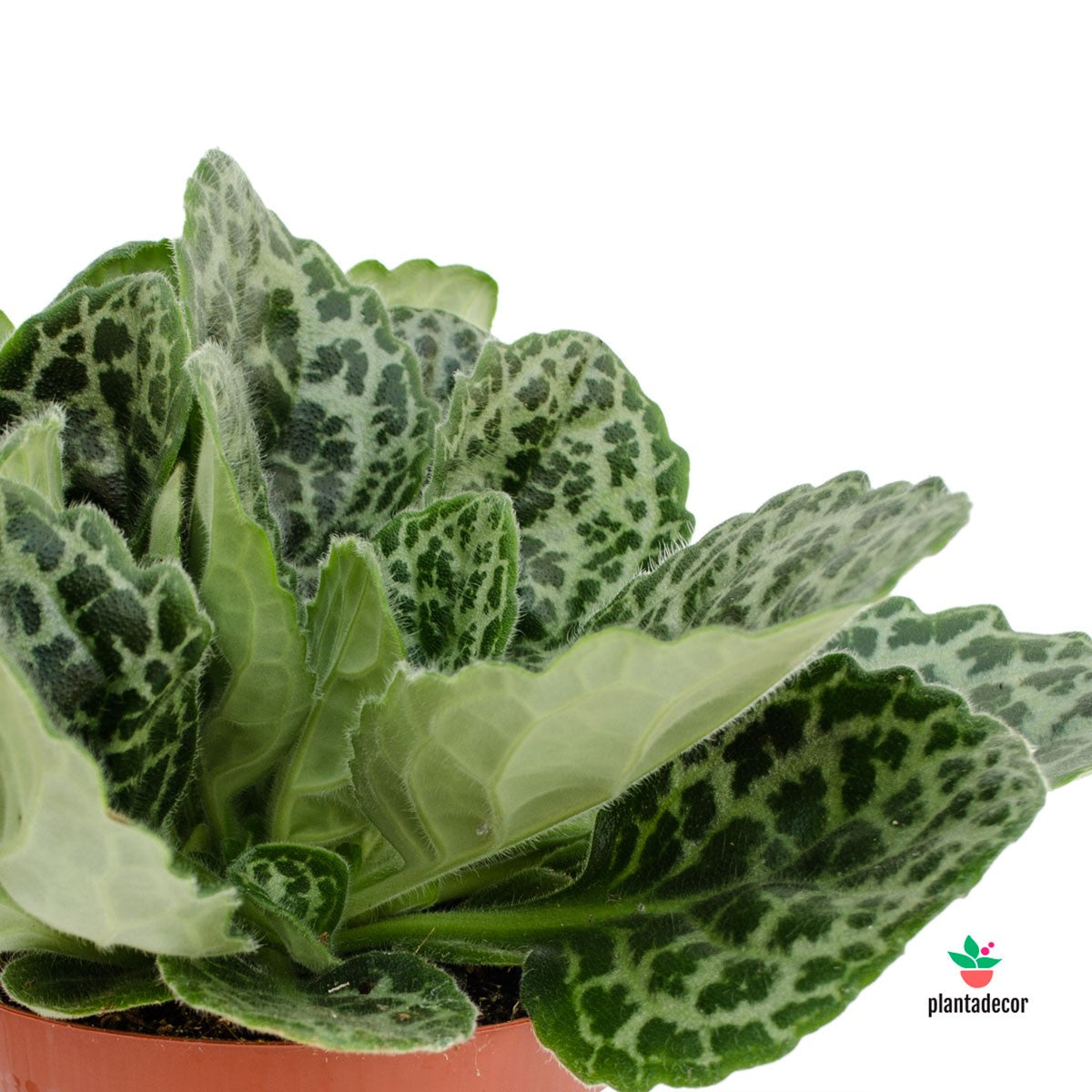 Streptocarpus Pretty Turtle