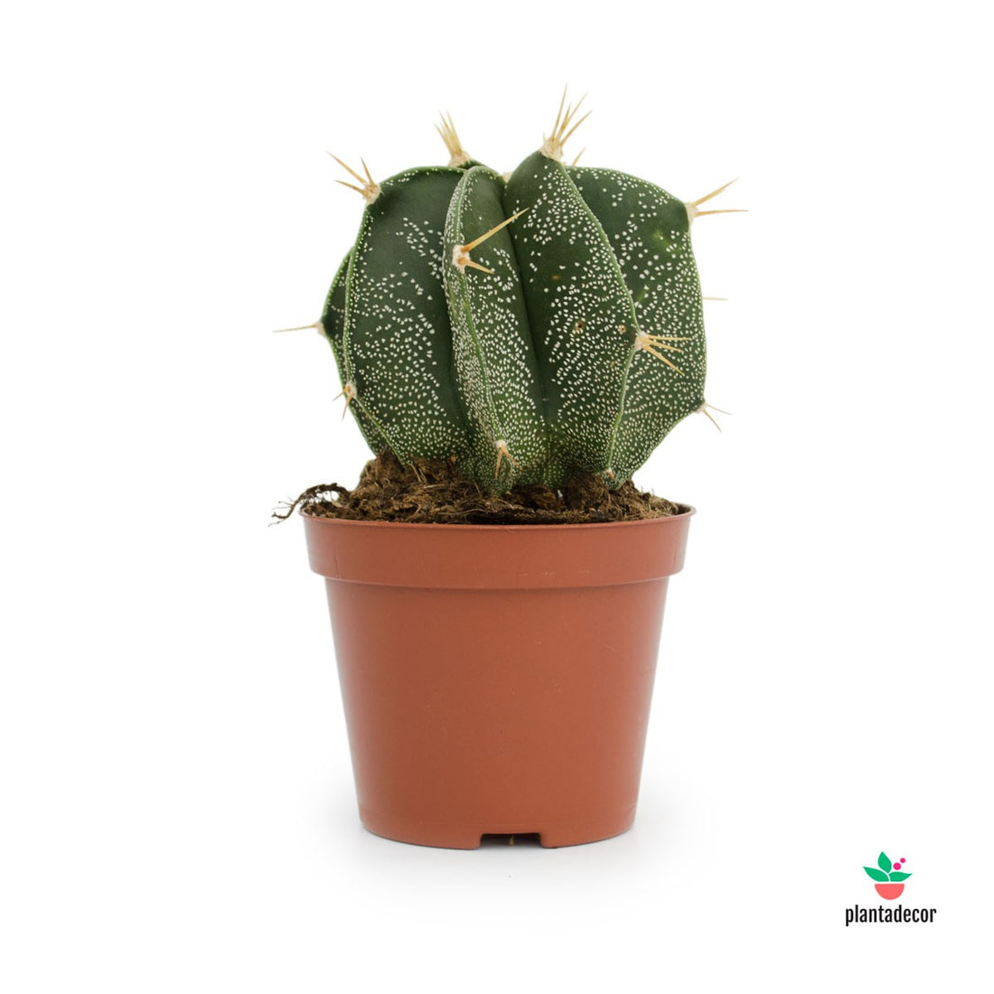 Astrophytum Ornatum