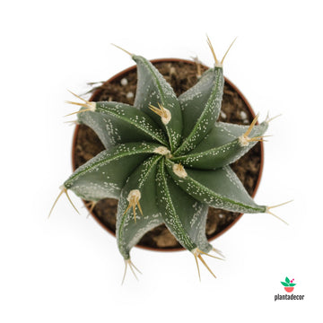 Astrophytum Ornatum