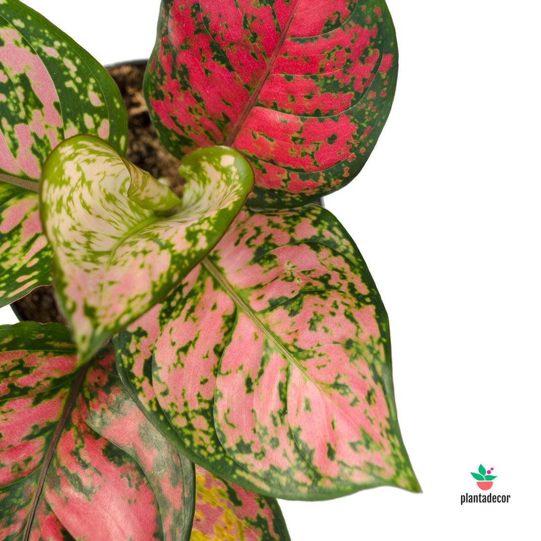 AGLAONEMA Lady Valentine