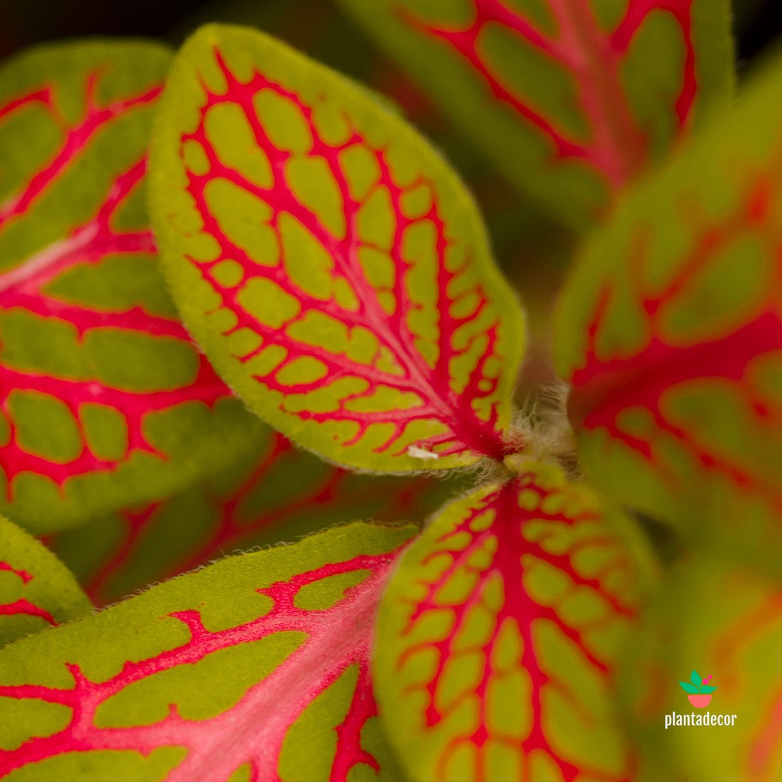 Fittonia Verschaffeltii 'Pink Ruby Lime'  M-8,5 cm