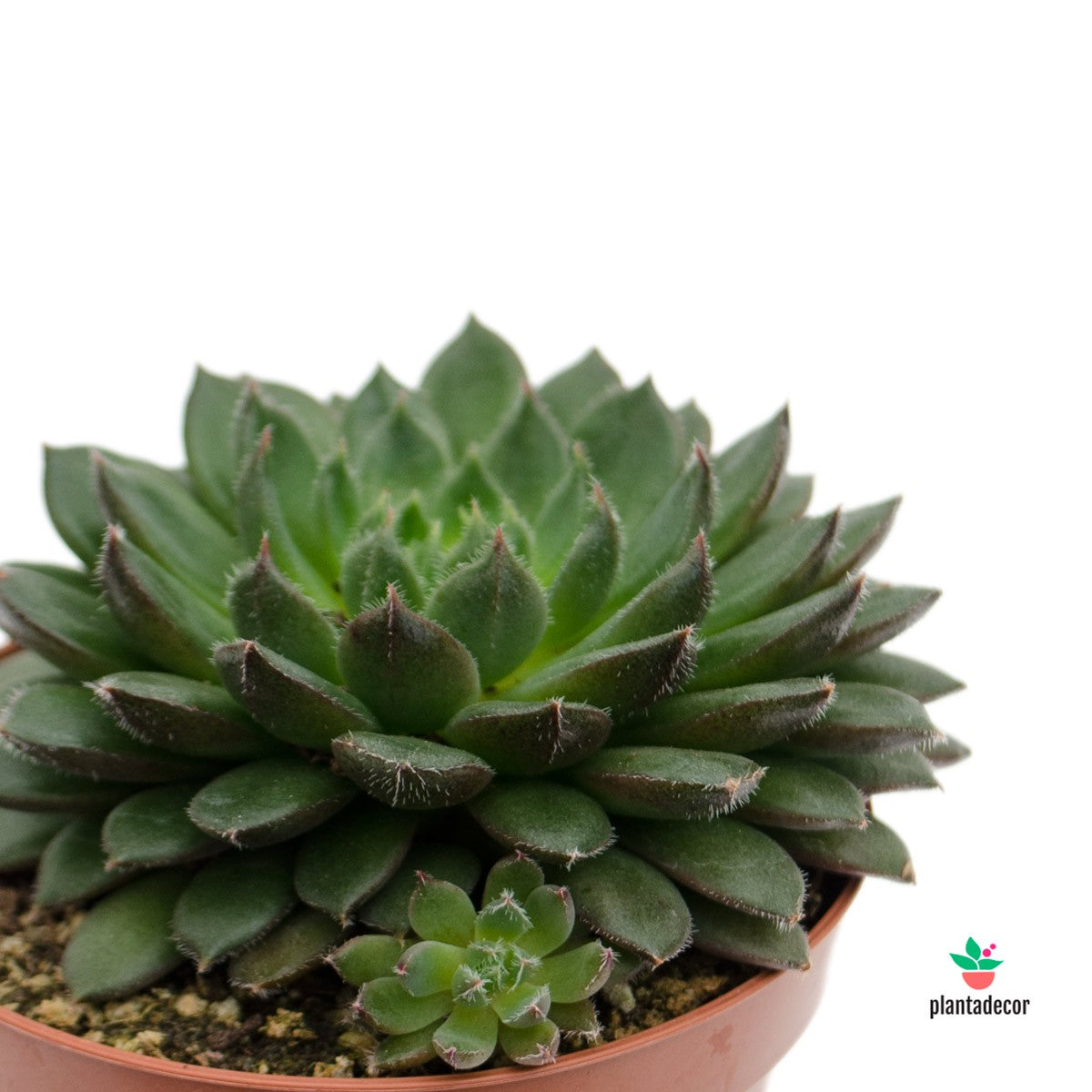 echeveria escorpión comprar