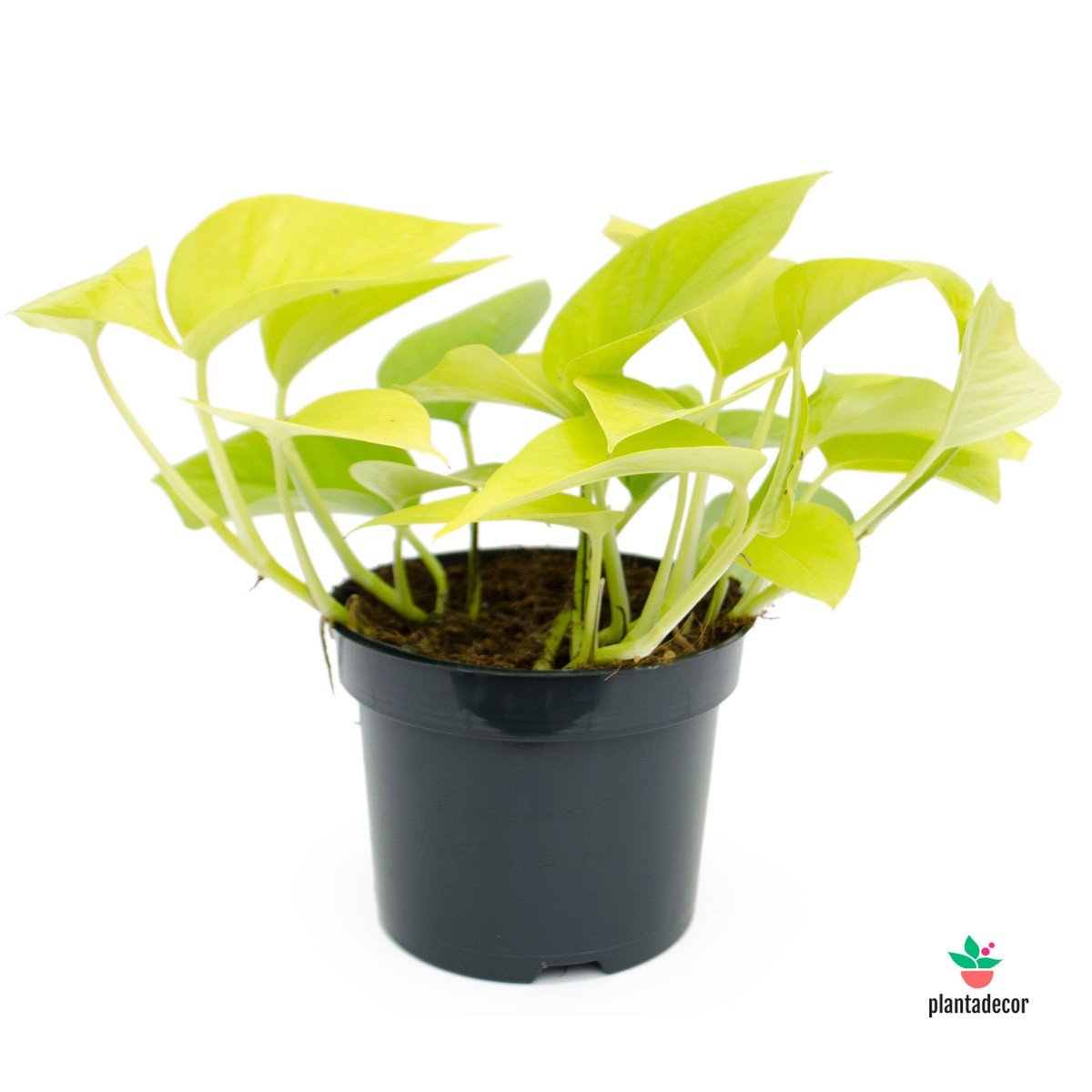 golden pothos in spanish Epipremnum Pinnatum "Golden Pothos" – Plantadecor