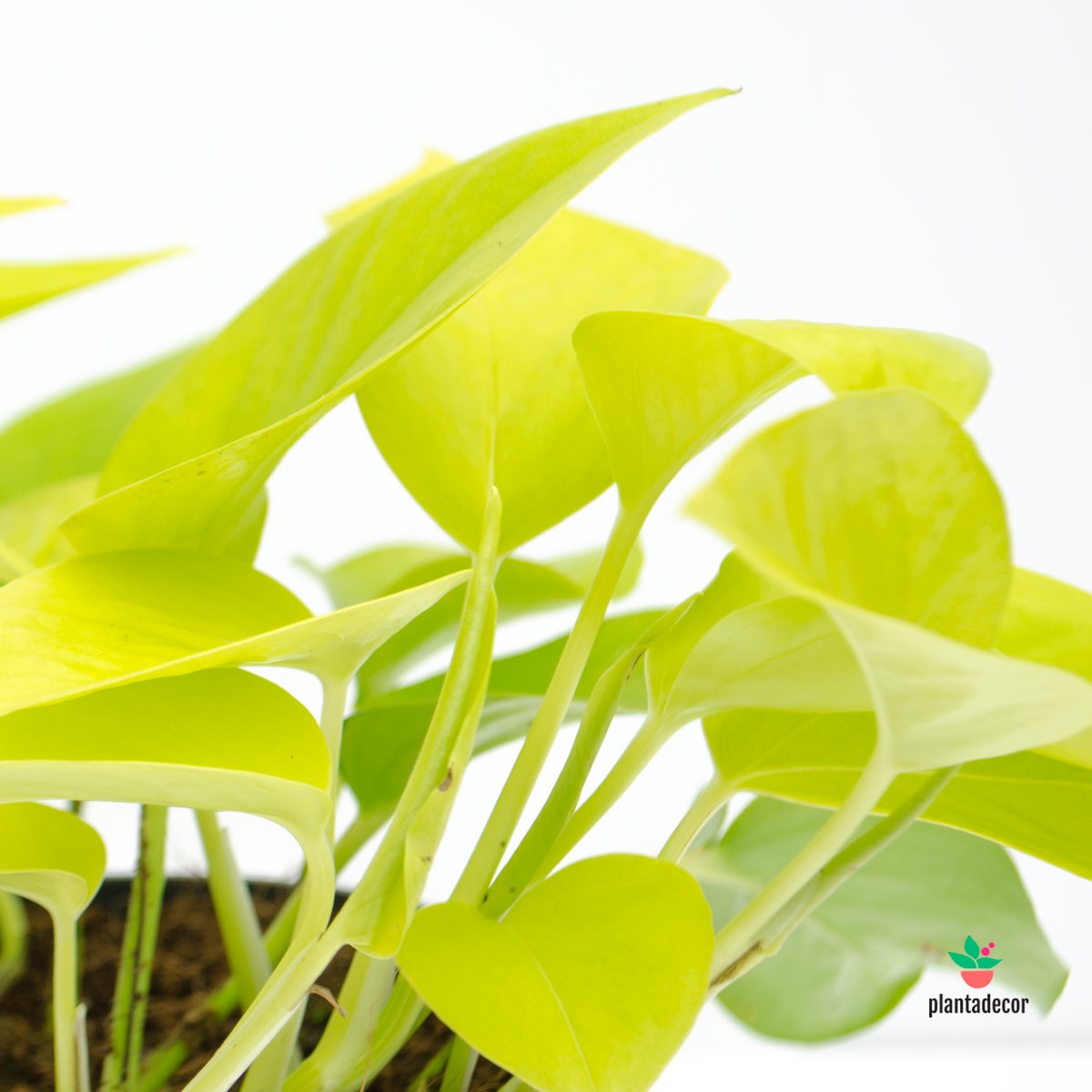 golden pothos plant in spanish Epipremnum Pinnatum "Golden Pothos" – Plantadecor