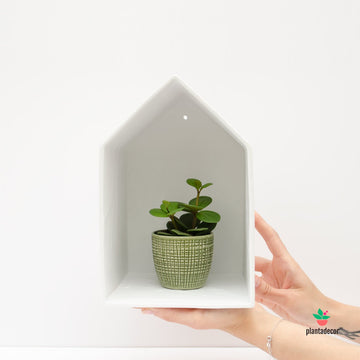 "Plant Home" Panna