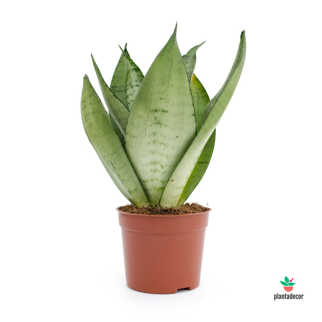 Sanseviera Trifasciata Moonshine tienda online