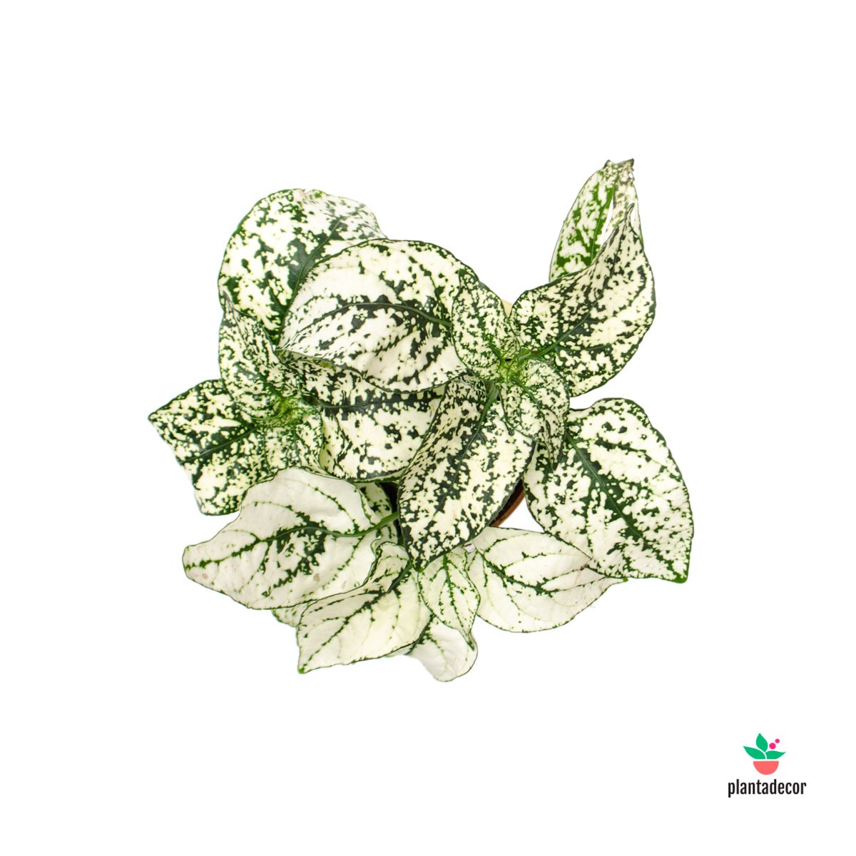 Hypoestes Phyllostachya comprar online