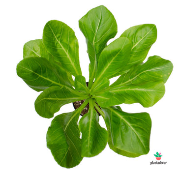 Brighamia Insignis