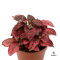 Hypoestes Phyllostachya confetti rojo