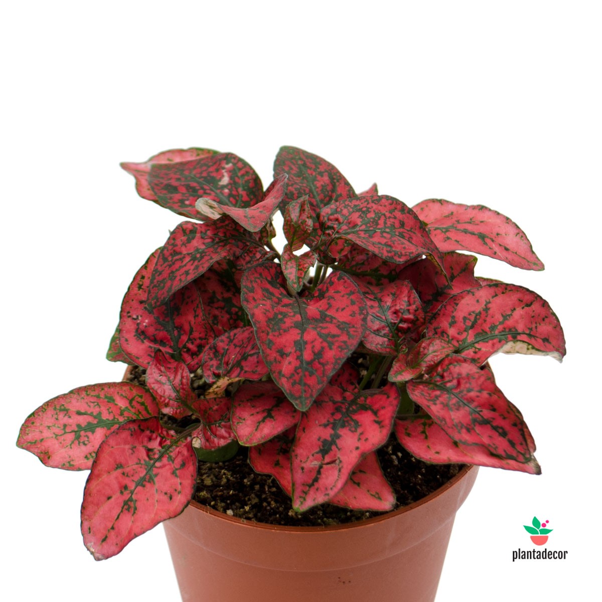 Hypoestes Phyllostachya confetti rojo