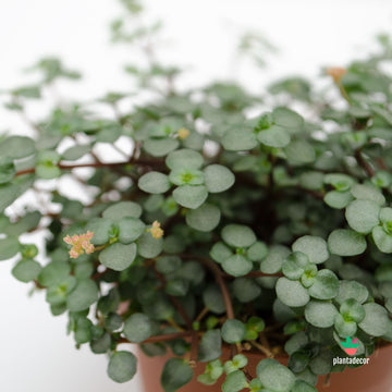 Pilea Glaucophylla Greyzy