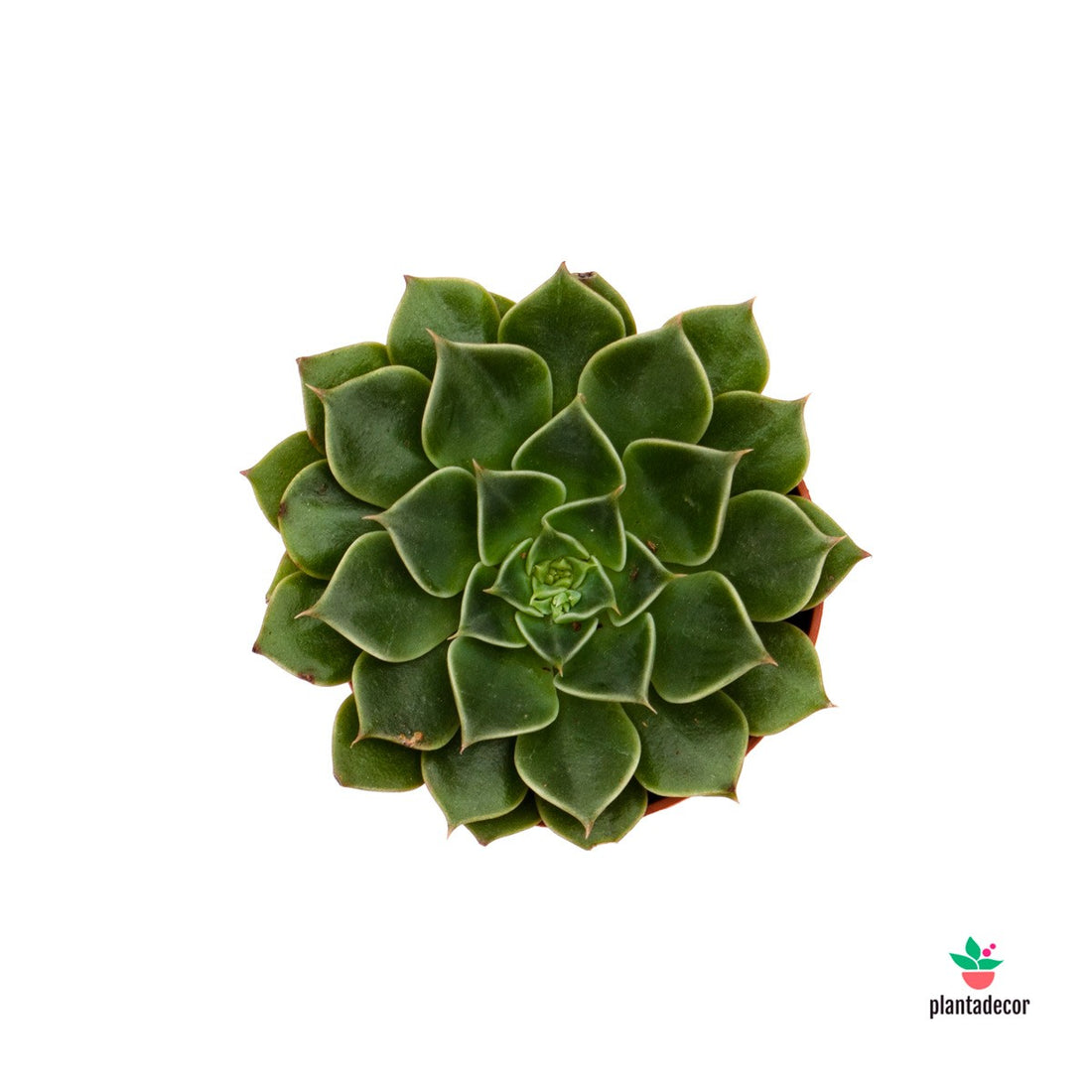Graptopetalum Tacitus Bellus comprar