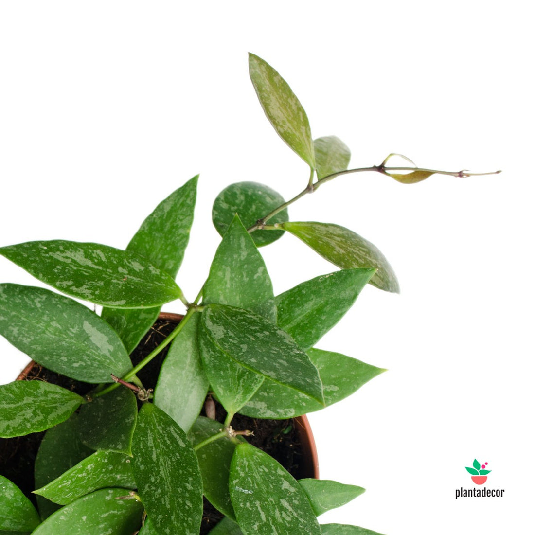 Hoya Gracilis / Hoya Memoria M-12