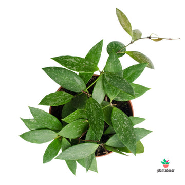 Hoya Gracilis / Hoya Memoria M-12