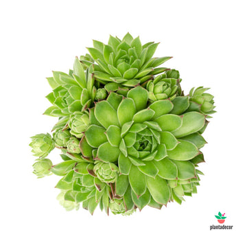 Sempervivum Jovibarba "Allionii"