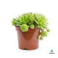 Sempervivum Jovibarba Allionii