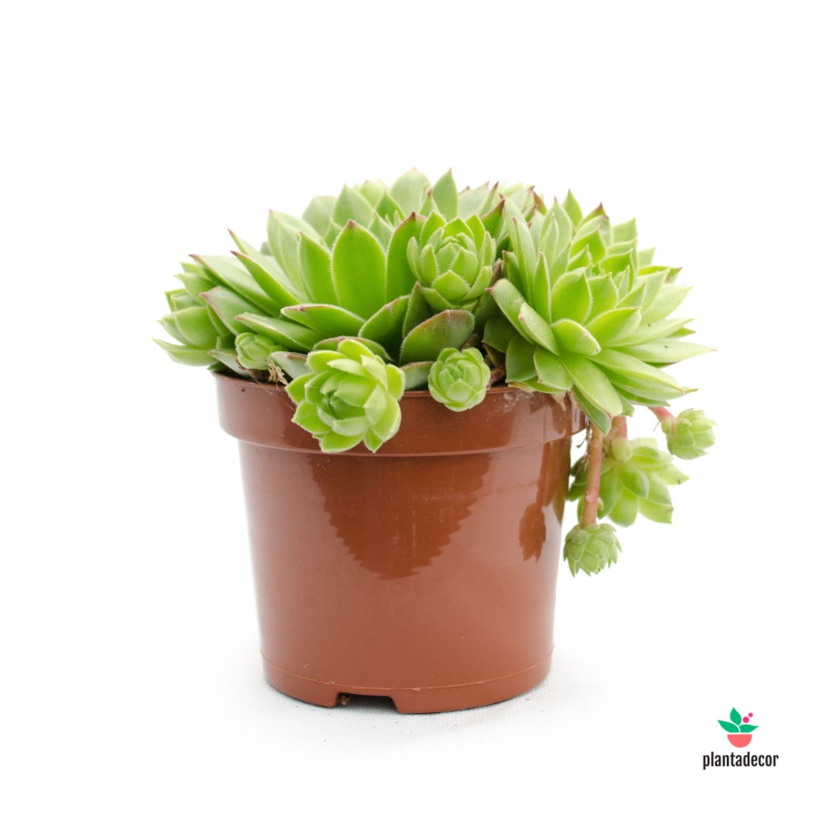 Sempervivum Jovibarba Allionii
