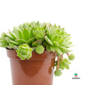 Sempervivum Jovibarba comprar