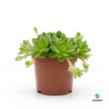 Sempervivum Jovibarba 