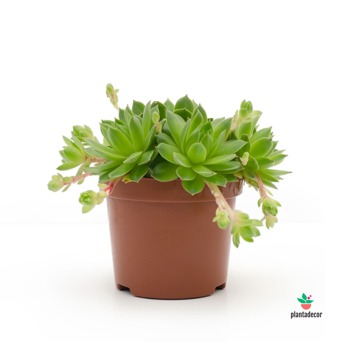 Sempervivum Jovibarba "Allionii"