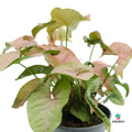 Syngonium rosa comprar