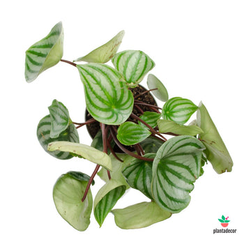 Peperomia Watermelon M-12 cm