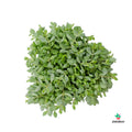 Cotyledon Pendens comprar