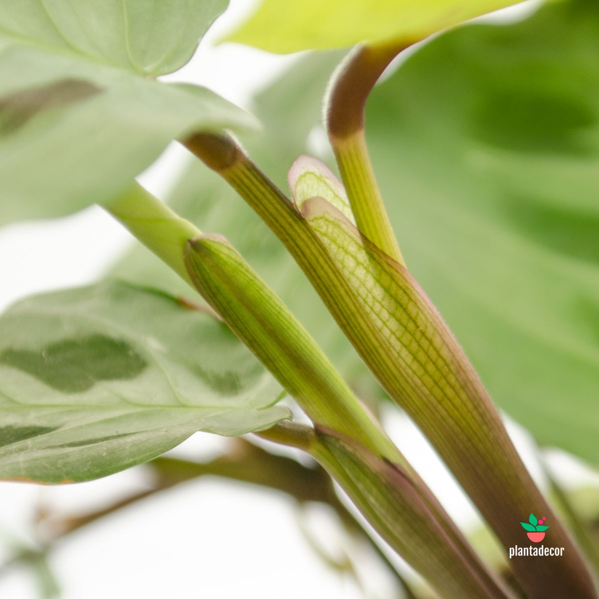 esqueje Maranta Leuconera Kerchoveana Variegata