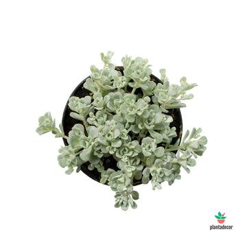 Sedum Spathulifolium "Cape Blanco" M-8