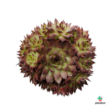 Sempervivum "Riga Dark Purple"