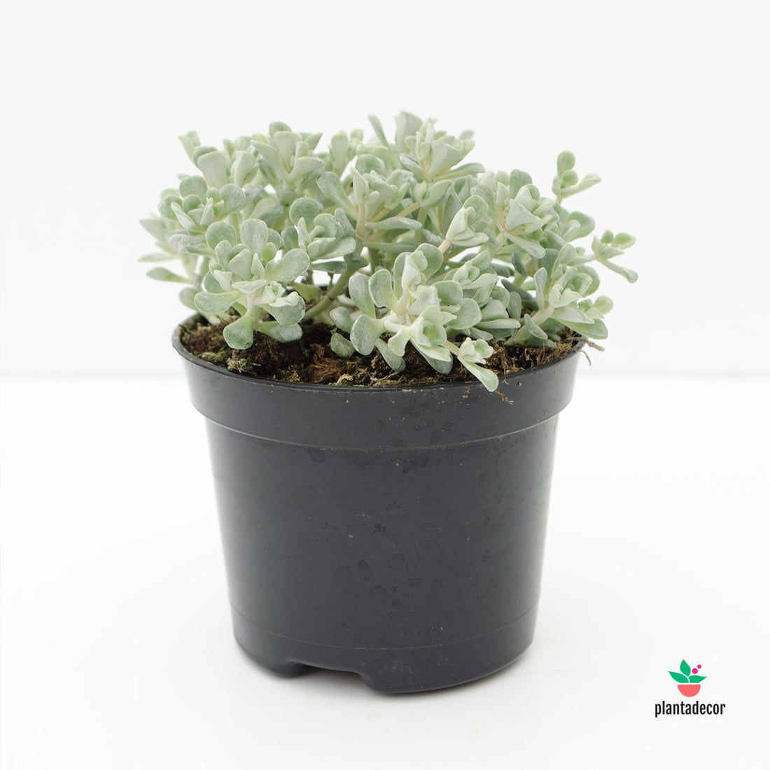 sedum blanco comprar
