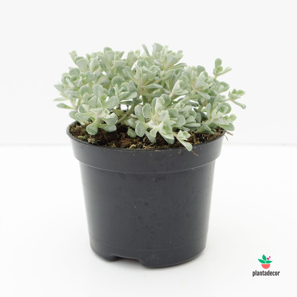 sedum blanco comprar