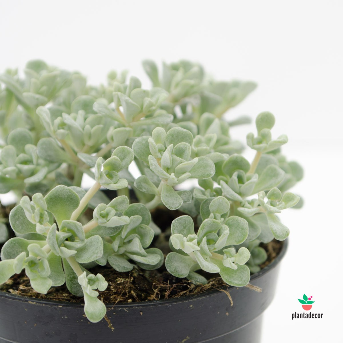 Sedum Spathulifolium "Cape Blanco" comprar