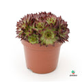 Sempervivum león rojo