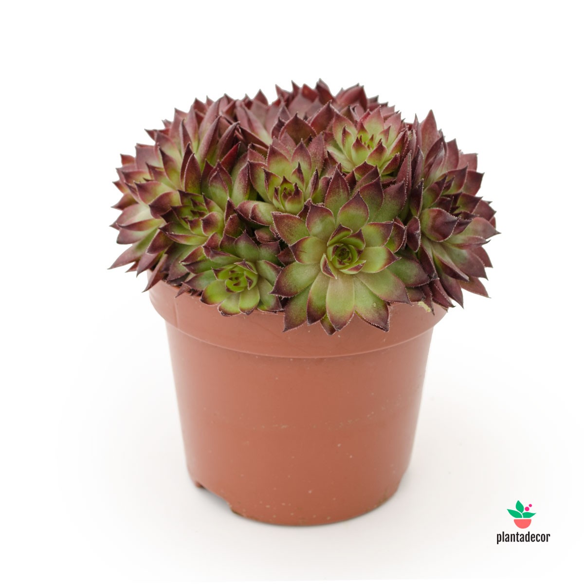 Sempervivum león rojo