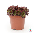 sempervivum rojo comprar