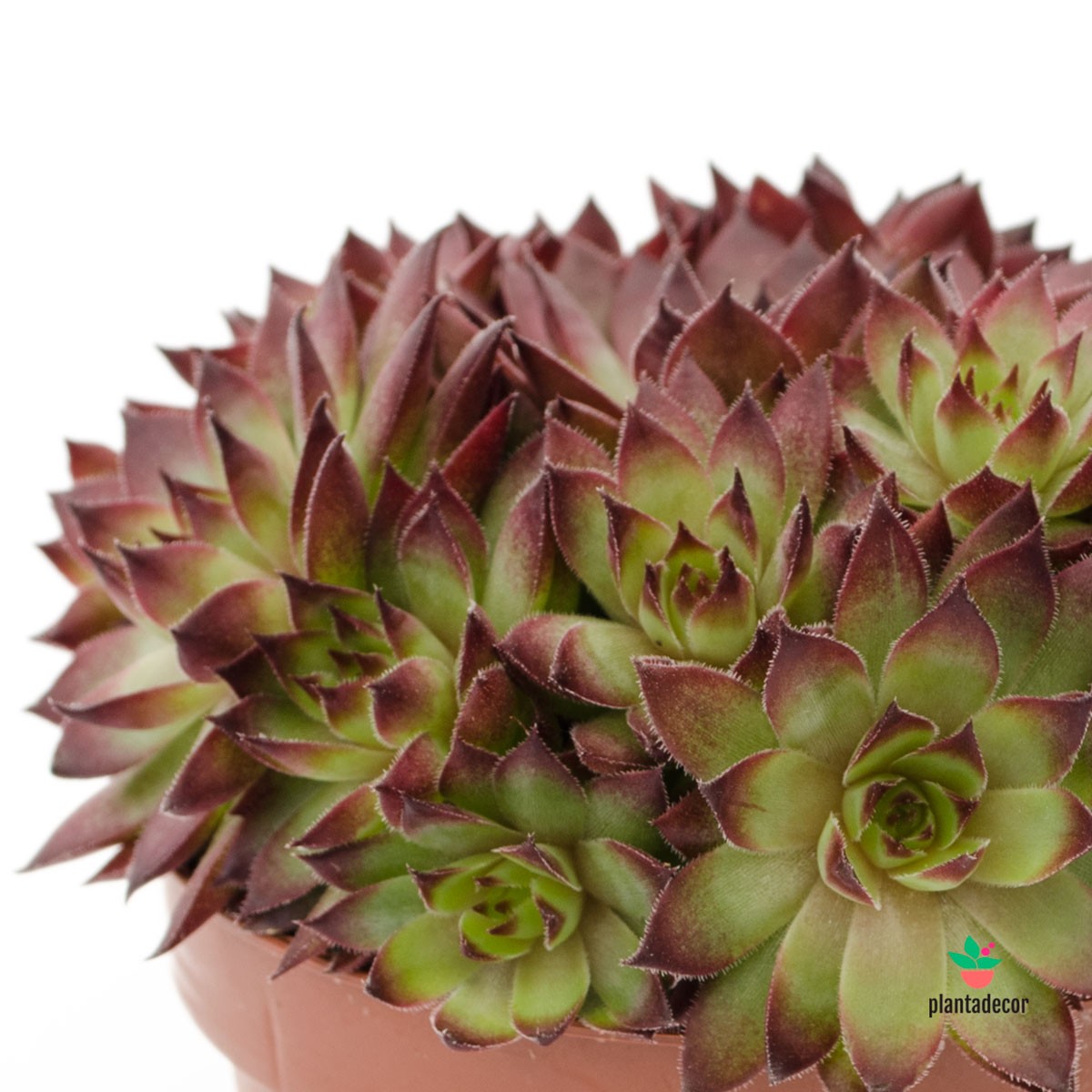 Sempervivum riga dark purple