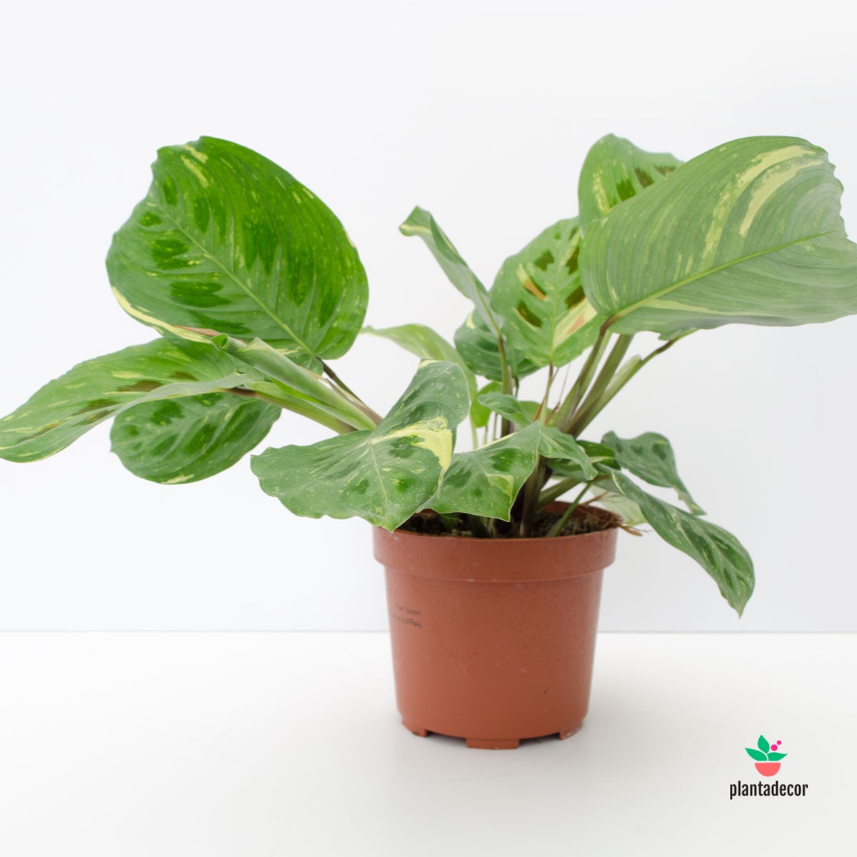 comprar Maranta Leuconera Kerchoveana Variegata